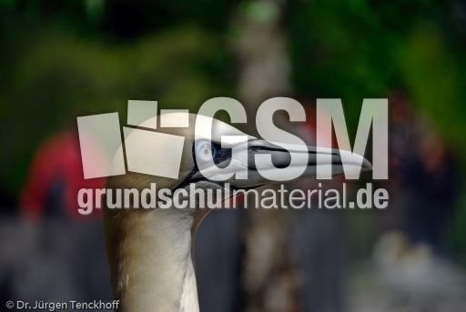 Basstölpel (22 von 24).jpg